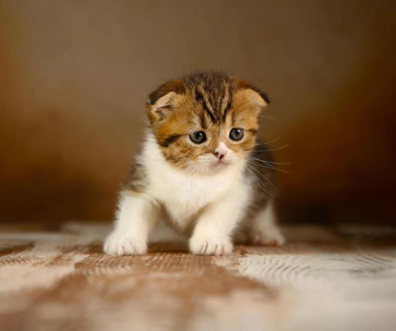 بچه گربه پرشین