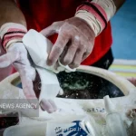 مهر در گزارشی بررسی كرد؛ انتخابات ژیمناستیک و انتظارات از وزارت ورزش ابهام ها در آستانه مجمع